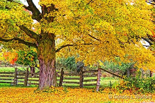 Autumn Colors_28911.jpg - Photographed near Smiths Falls, Ontario, Canada.
